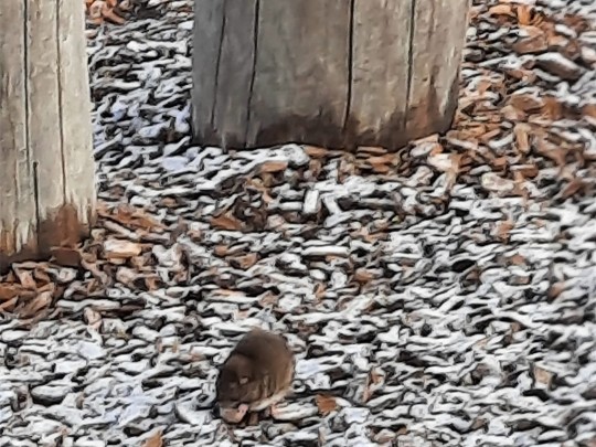 Ratten an der Volksschule Schendlingen